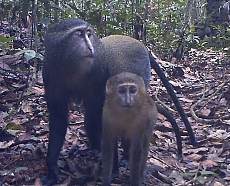Lesula-Affen (Cercopithecus lomamiensis) sind der Wissenschaft erst seit 2012 bekannt. (Handout) - © Charlene Korchia/-/dpa