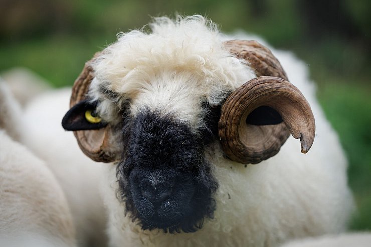 Das schwule Walliser Schwarznasenschaf «Karl» wurde von Bill Kaulitz adoptiert. - © Friso Gentsch/dpa