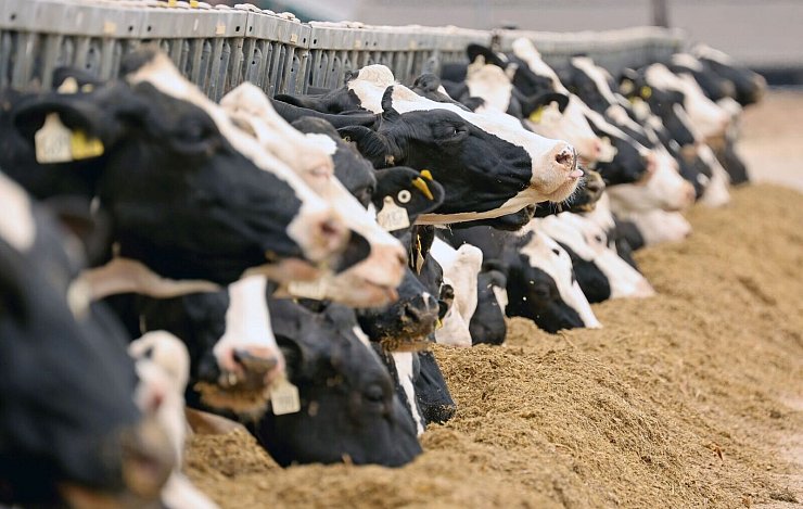 Milchkühe in einem Gut. (Illustration) - © Bernd Wüstneck/dpa