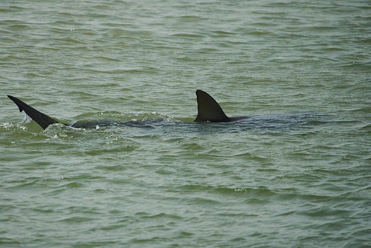 In der Gegend von Hadera sammeln sich zwischen November und Mai Sandbank- und Schwarzhaie. - © Ariel Schalit/AP/dpa