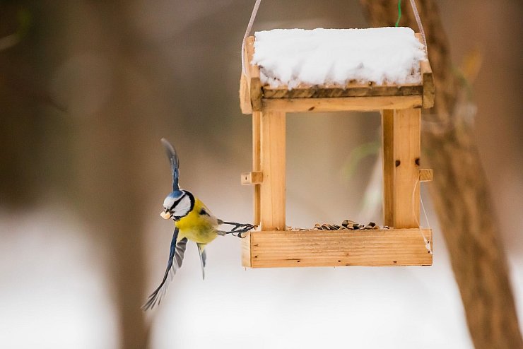 Ein klassisches Vogelhäuschen sollte regelmäßig gereinigt werden, damit sich Krankheiten nicht so leicht verbreiten können. - © Christoph Soeder/dpa/dpa-tmn