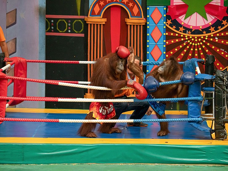 Es gibt Shows mit «boxenden» Orang-Utans. - © Jayaprakash Bojan/Borneo Orangutan Survival/dpa