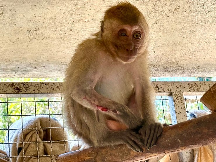 Die kleine Lantao hatte einen offenen Bruch am Arm - aber dank der Tierärzte bei WFFT ist sie auf dem Weg der Besserung. - © Carola Frentzen/dpa