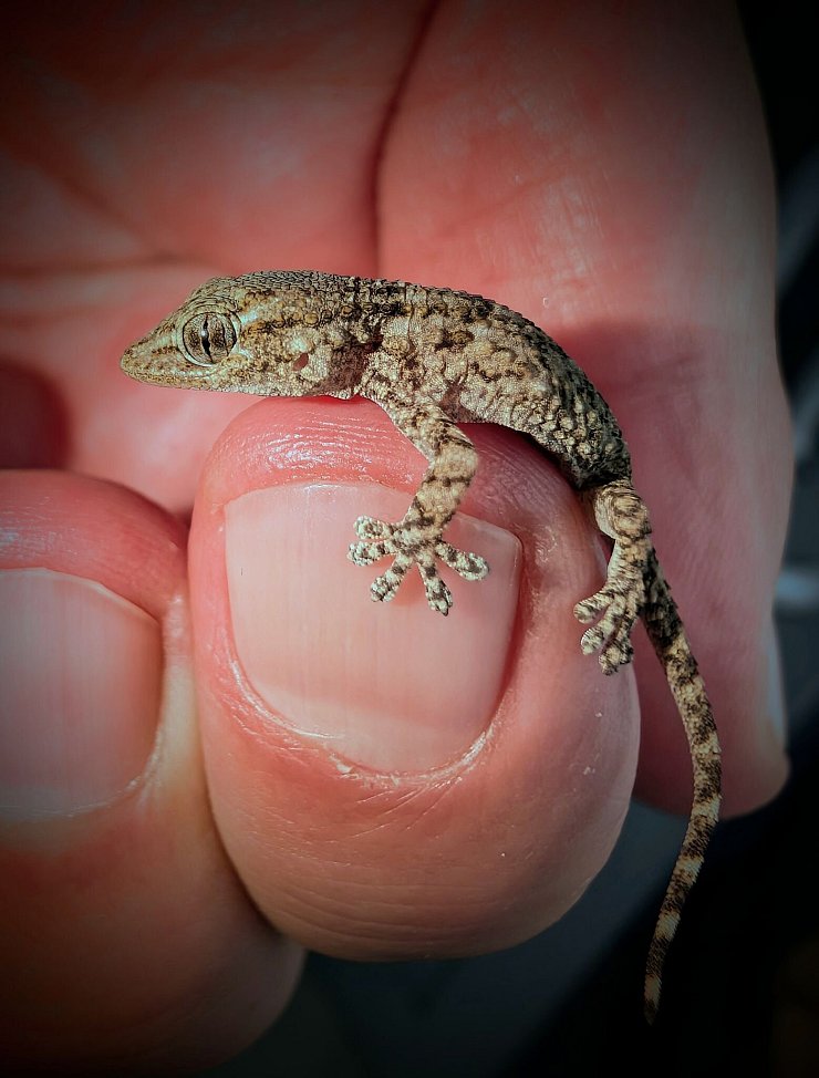 Diesen Gecko fand eine Frau aus Polen in einer Packung Rucola-Salat aus dem Supermarkt. - © -/Bart?omiej Gorzkowski/Epicrates/dpa