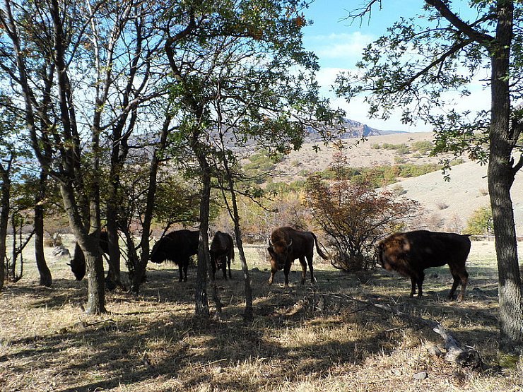 Die neue Herde wurde in der Municipality Momchilgrad im District Kardjali, Südbulgarien, ausgesetzt. - © FOTO: NW