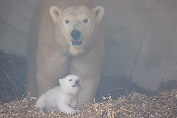 Es ist ein Junge. - © Timo Deible/Zoo Karlsruhe/dpa