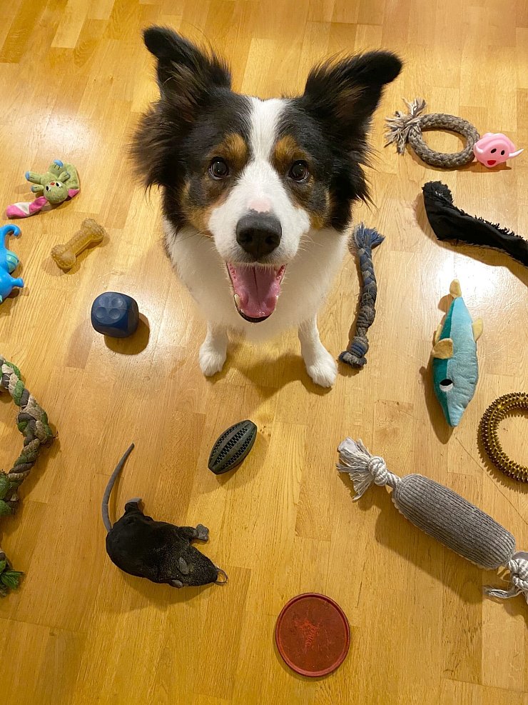 Boder Collies wie Whisky gelten als besonders lerneifrig und gelehrig. - © Helge O. Svela/dpa
