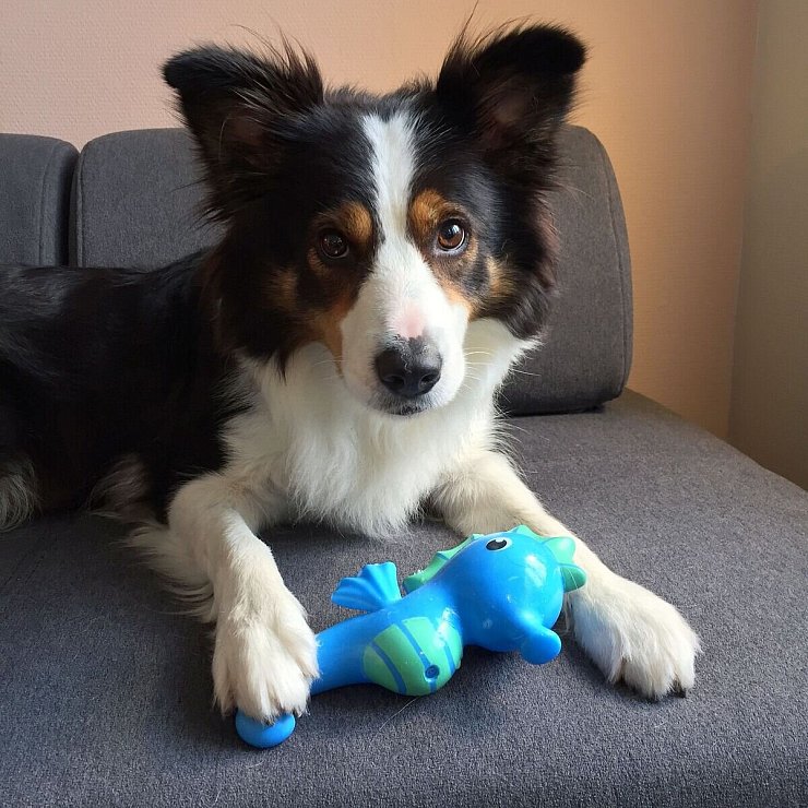 Boder Collie Whisky zeigt eines seines Spielzeuge. - © Helge O. Svela/dpa