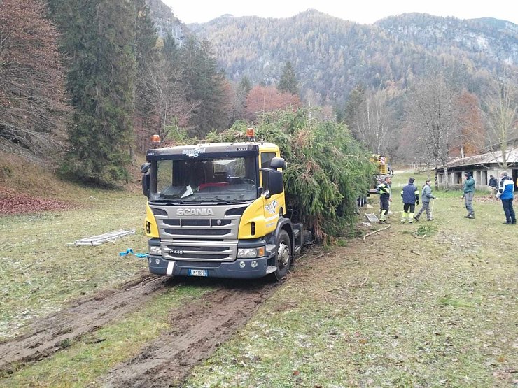 Aus dem Trentino ging es für die Rotfichte nach Rom. (Archivbild) - © -/Associazione Bearsandothers/dpa