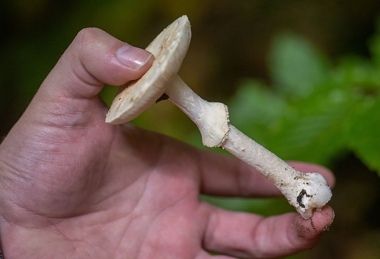 Achtung Verwechlungsgefahr: Giftige Knollenblätterpilze werden immer wieder für Champignons gehalten. (Archivbild) - © Harald Tittel/dpa