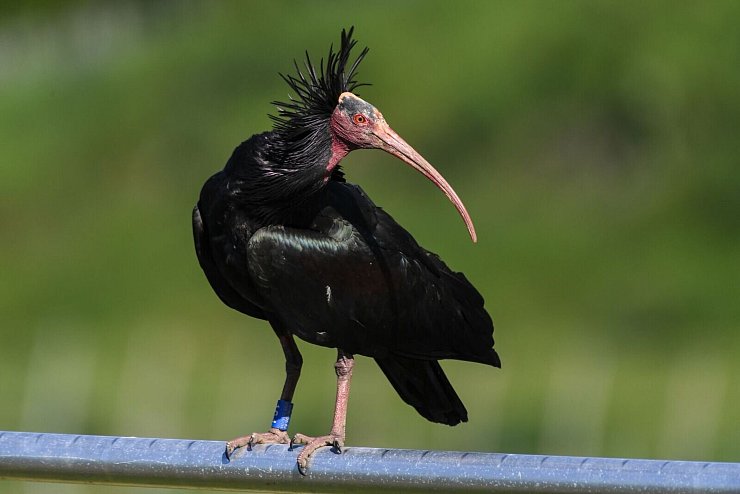 Der Waldrapp gilt laut Roter Liste der bedrohten Arten weltweit als stark gefährdet. (Archivbild) - © Felix Kästle/dpa