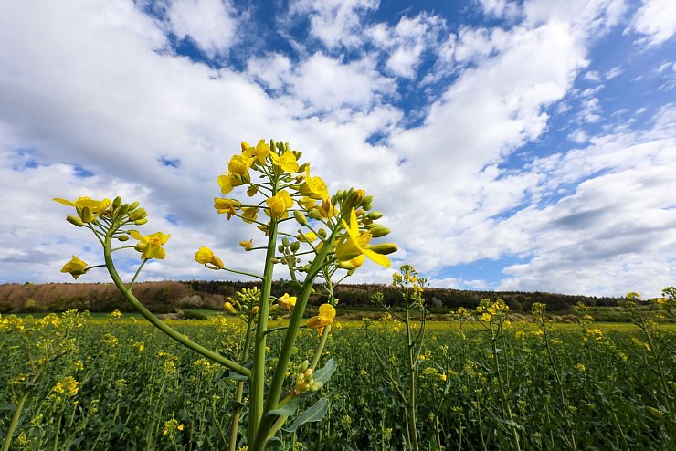 Sonne, Wolken und Regen im Mix - das gilt für die ganze Woche. - © Thomas Warnack/dpa