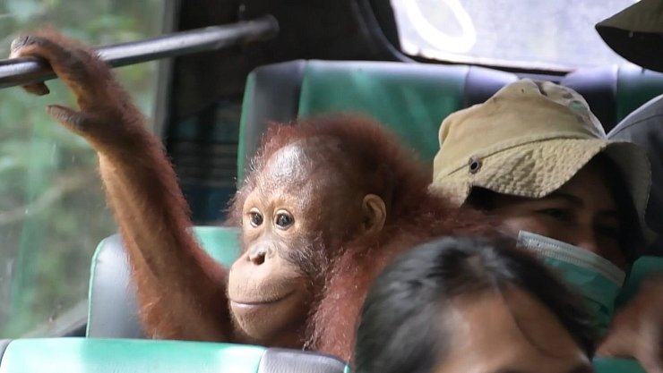 Unterwegs zum neuen Zuhause: Das Busfahren war für die Orang-Utans eine Neuheit. - © -/Bos Foundation/dpa