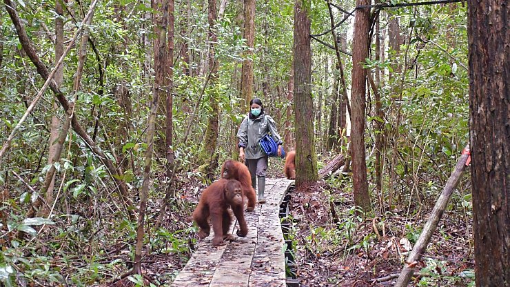 Neugierig erkunden die Waldschüler den Wald im neuen Zentrum. - © -/Bos Foundation/dpa