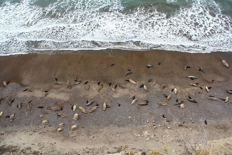 Eine Forscherin denkt, dass es Jahrzehnte dauern könnte, bis es wieder so viele See-Elefanten wie 2022 gibt. Hier ist ein gesunder Harem von damals zu sehen. - © Valeria Falabella/Wildlife Cons/dpa