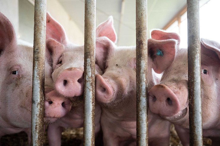 Landwirte müssen melden, welche Haltungsform sie im Stall haben. (Archivbild) - © Marijan Murat/dpa