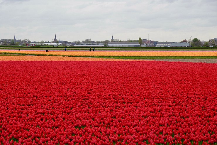 In den Niederlanden sind viele Felder mit Tulpenzwiebeln bepflanzt. (Archivbild) - © Wolfgang Stelljes/dpa-tmn
