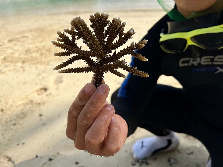 In Nha Trang werden vor allem Korallen des Typs Acropora Muricata (Kleinpolypige Steinkoralle) gepflanzt. - © Carola Frentzen/dpa