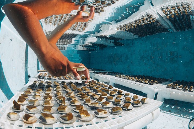 Die Korallenfarm von Coral Vita arbeitet mit Mikrofragmenten. - © Christianvandernest.Com/Coral Vita/dpa