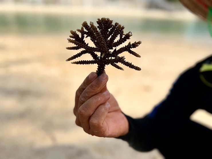 Klein aber oho: Solche Korallenfragmente sind wichtig für die Aufforstung neuer Riffe. - © Carola Frentzen/dpa