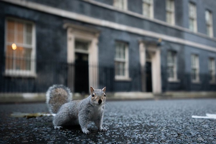 Viele Touristen finden die grauen Eichhörnchen niedlich. (Archivbild) - © James Manning/PA Wire/dpa
