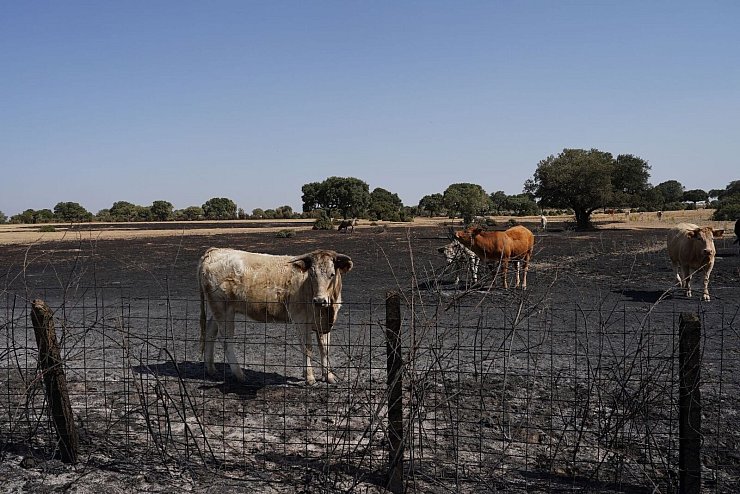 Auch Wild- und Weidetiere leiden stark unter den Waldbränden. - © Manuel Ángel Laya/EUROPA PRESS/dpa