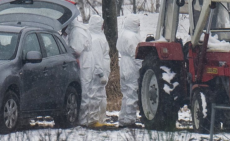 Nach dem Ausbruch der Maul- und Klauenseuche laufen Untersuchungen im Kreis Märkisch-Oderland - © Sebastian Christoph Gollnow/dpa