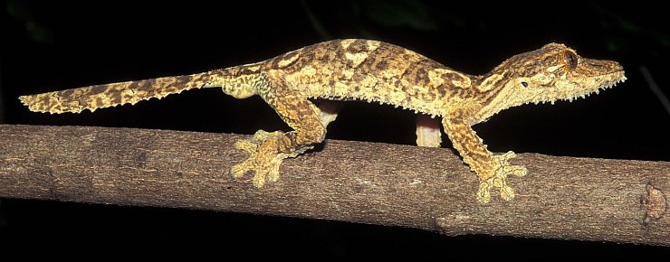 Ein Blattschwanzgecko aus Madagaskar. - © Jörn Köhler/SNSB-ZSM/dpa