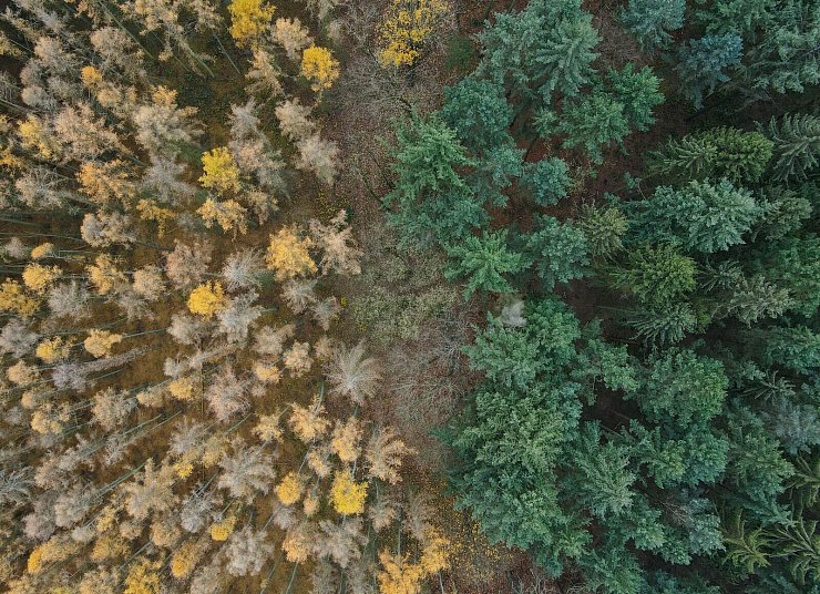 Die Lärche (links) ist ein Nadelbaum, wirft ihre Nadeln aber im Herbst ab. (Archiv) - © Patrick Pleul/dpa-Zentralbild/dpa