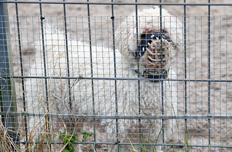 In den Tierheimen sitzen immer mehr nur schwer vermittelbare Hunde. (Archivbild) - © Carsten Rehder/dpa