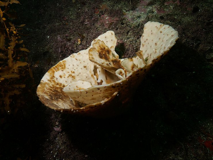 Die Schwämme in Neuseeland bleichten während einer Hitzewelle aus. - © James Bell/Te Herenga Waka - Victory University of Wellington/dpa