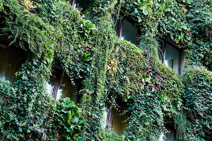 Begrünte Fassade an einem Haus in Mannheim. (Archivbild) - © Uwe Anspach/dpa