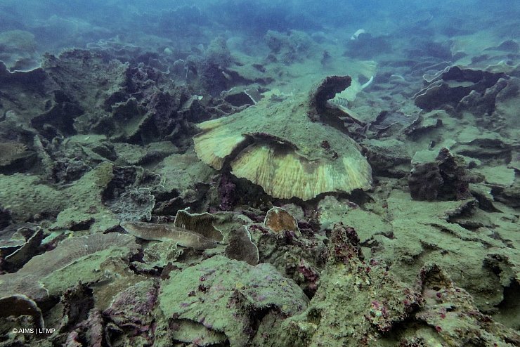 Wirbelstürme haben den Korallen am Great Barrier Reef ebenfalls zugesetzt. - © -/AIMS/LTMP/dpa