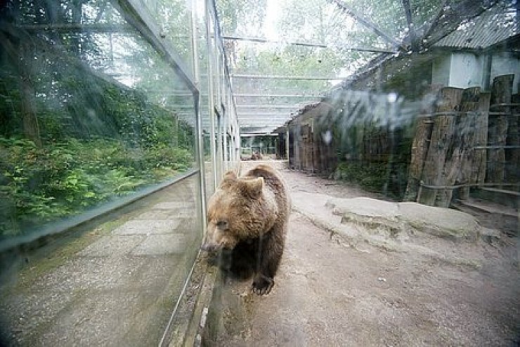 Hinter Panzerglas: Noch sind die drei Braunbären im Kalletal, doch schon bald werden sie sich im "Bärenwald" Müritz und im Wildpark "Johannismühle" tummeln können. Foto: Scherzer