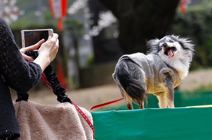 Tiervideos berühren das Herz - das kann missbraucht werden. (Symbolbild) - © Rodrigo Reyes Marin/ZUMA Wire/dpa