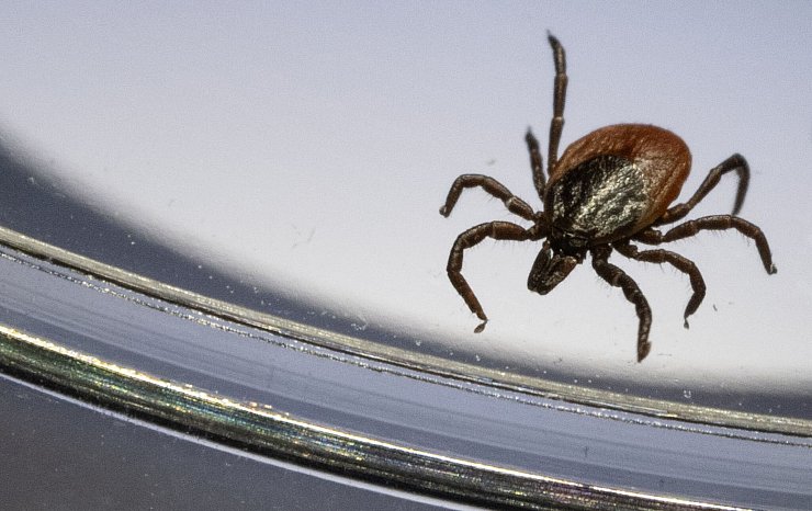 Der Gemeine Holzbock (Ixodes ricinus) ist die häufigste Zeckenart in Deutschland. (Archivbild) - © Marijan Murat/dpa