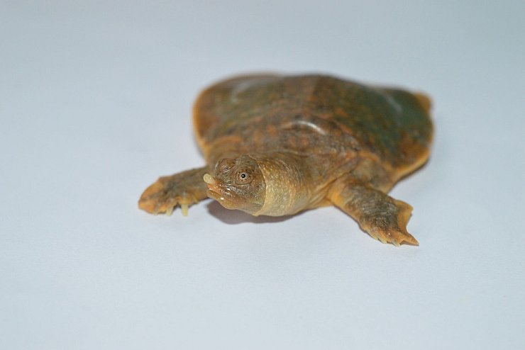 Die Cantors Riesen-Weichschildkröte ist unter anderem infolge der Zerstörung ihres Lebensraums als «vom Aussterben bedroht» auf der Roten Liste bedrohter Arten der Weltnaturschutzunion (IUCN) eingestuft. - © Ayushi Jain/Oryx/dpa
