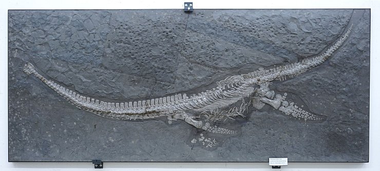 Das Fossil des Reptils Plesionectes longicollum stammt aus einem Steinbruch in Baden-Württemberg. - © Sven Sachs/dpa