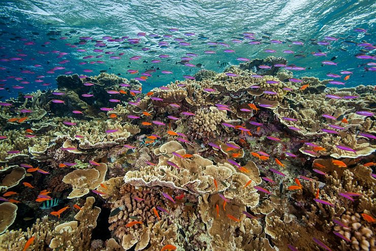 Zum Schutz der Meereslebewesen haben sich Dutzende Staaten auch verpflichtet, mehr gegen Lärmbelästigung im Ozean zu tun. (Archivbild) - © J. Sumerling/Great Barrier Reef Marine Park Authority/AP/dpa