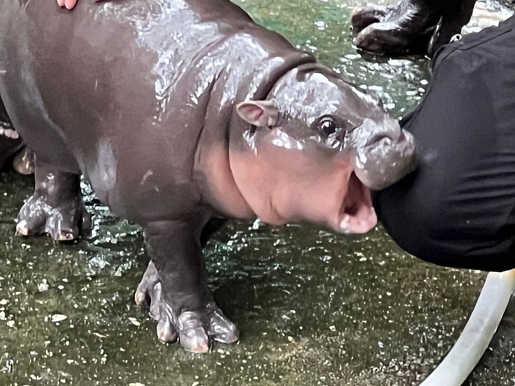 Die expressive Mimik des Hippo-Mädchens ging schnell viral. - © Carola Frentzen/dpa