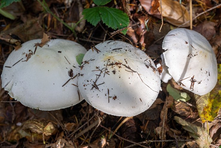Champignons werden oft mit dem giftigen Knollenblätterpilz verwechselt. - © Harald Tittel/dpa