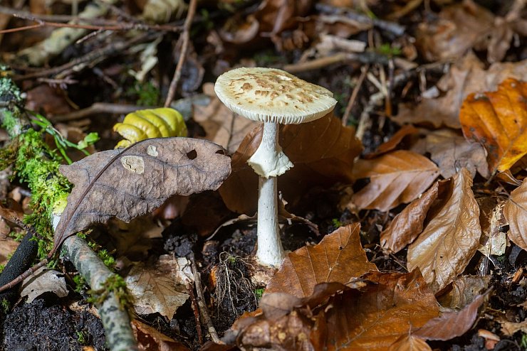 Bei der Bestimmung von Pilzen können Sammler Pilzsachverständige um Rat fragen. - © Harald Tittel/dpa
