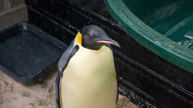 Der Kaiserpinguin wird von einer Vogelpflegerin aufgepäppelt. - © Miles Brotherson/DBCA/dpa