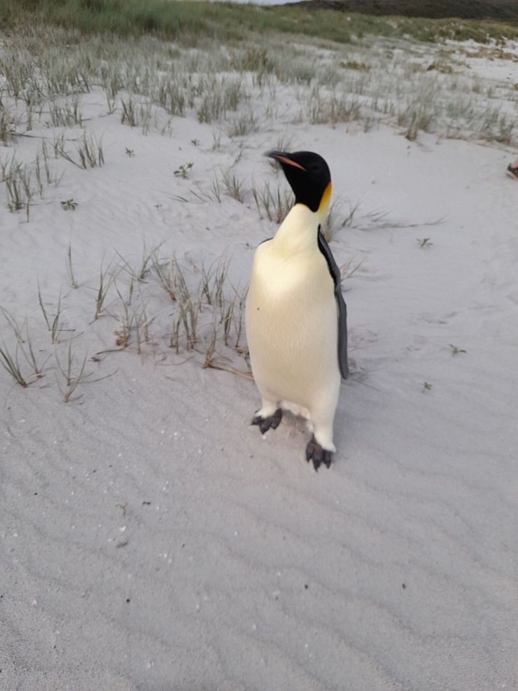 Badegäste am Ocean Beach staunten nicht schlecht über den seltenen Gast. - © Uncredited/DBCA/dpa