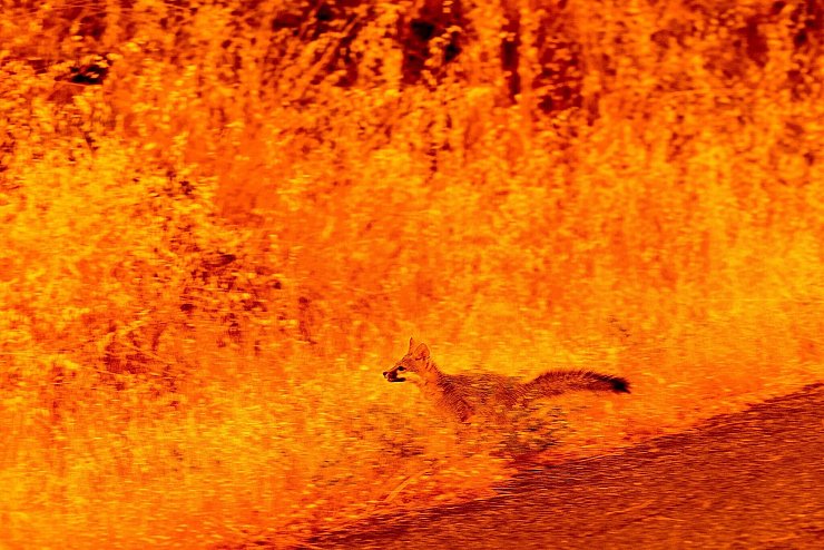 Flammen in Kalifornien schlagen Menschen und Tiere in die Flucht. - © Noah Berger/AP/dpa