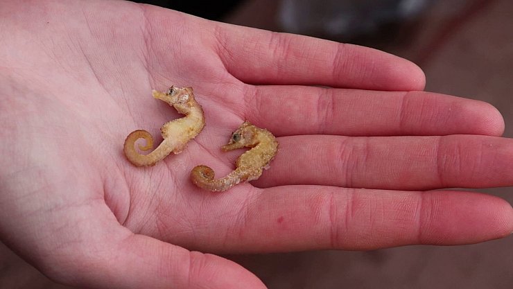Zwei leblose Kurzschnäuzige Seepferdchen aus dem Wattenmeer. - © Peter Kuchenbuch-Hanken/dpa