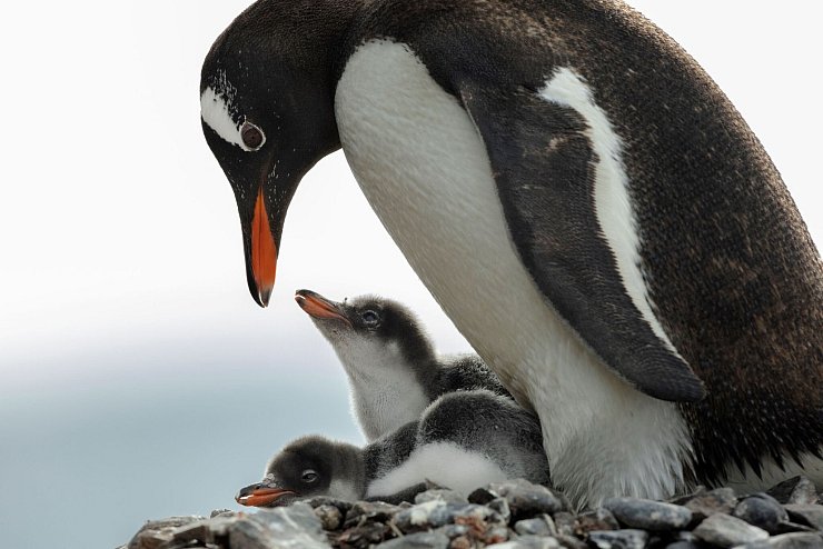 In der Antarktis leben Pinguin-Kolonien. - © John Weller/dpa