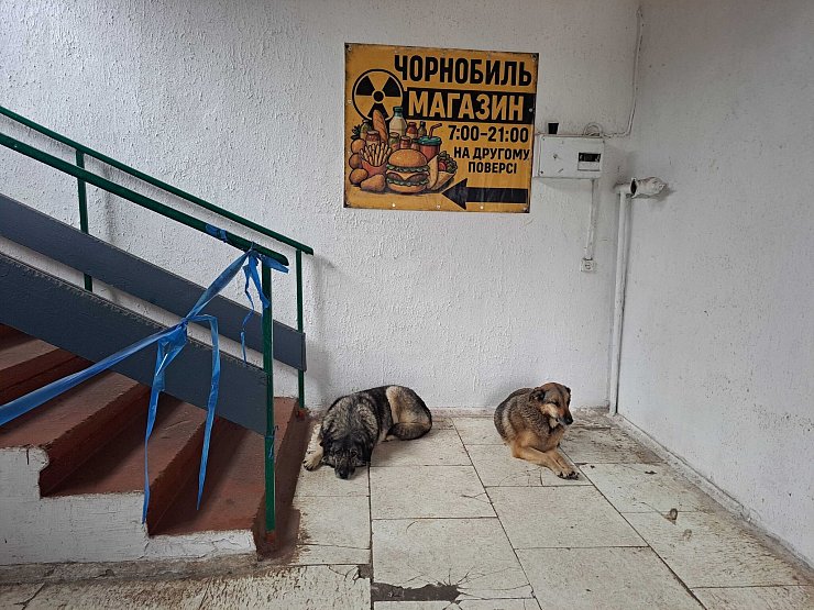 Bis heute gibt es in Tschernobyl eine Population von Straßenhunden. - © Andreas Stein/dpa