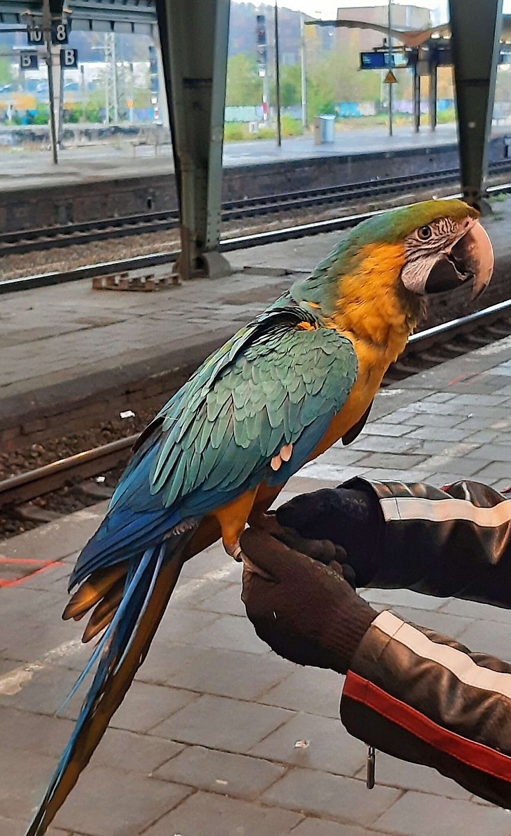 Der Vogel war seinem Besitzer entkommen und hatte Polizei und Feuerwehr in Atem gehalten. - © Bundespolizei/dpa