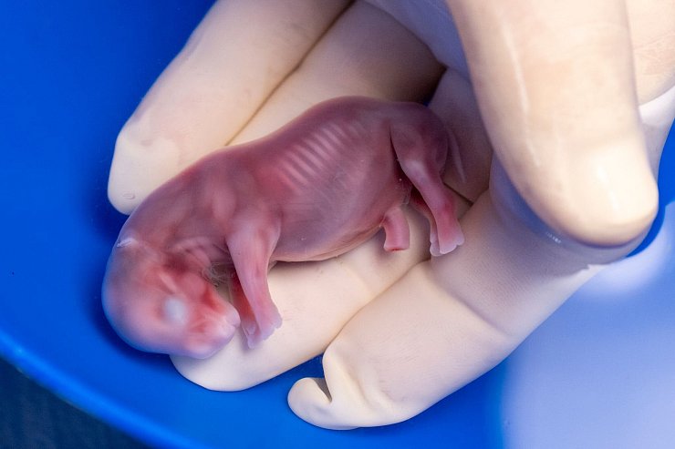 Thomas Hildebrandt (IZW) hält den durch künstliche Befruchtung erzeugten Embryo eines südlichen Breitmaulnashorns in seiner Hand. - © Jon A. Juarez/Conservation and Research Fund e.V./dpa